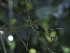 Phaethornis