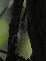 Pterodictya reticularis