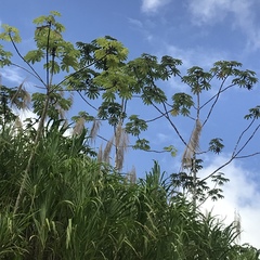 Cecropia peltata