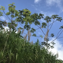 Cecropia obtusifolia image