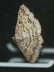 Ericeia sobria