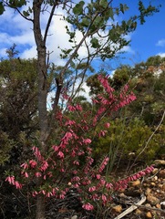 Ericaceae
