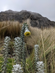 Lasiocephalus ovatus