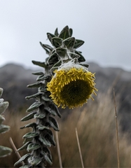 Lasiocephalus ovatus