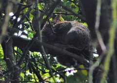 Coendou speratus