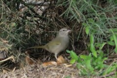 Arremonops rufivirgatus