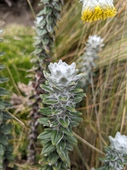 Lasiocephalus ovatus