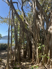 Ficus cotinifolia