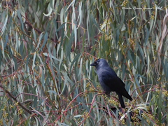 Corvus monedula