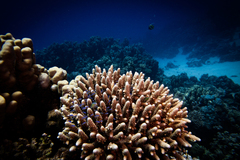 Acropora gemmifera