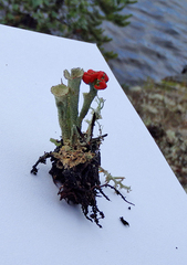 Cladonia pleurota
