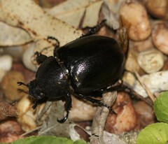 Xylotrupes australicus