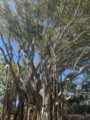 Ficus cotinifolia