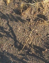 Carphoproscopia lancea