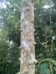 Zanthoxylum martinicense