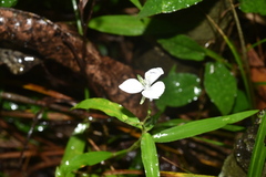 Aneilema neocaledonicum