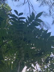 Zanthoxylum martinicense