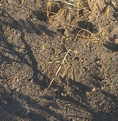 Carphoproscopia lancea