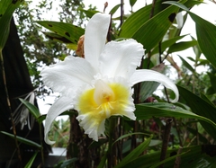 Sobralia virginalis