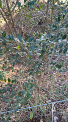 Ligustrum quihoui