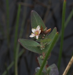 Hypericum virginicum