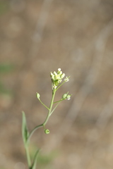 Camelina