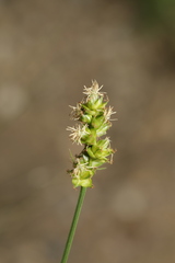 Carex muehlenbergii