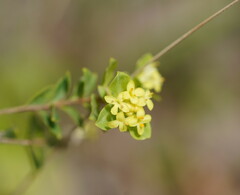 Pimelea flava flava