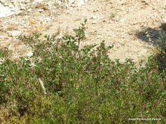 Coronilla valentina glauca