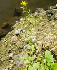 Rorippa amphibia