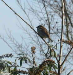 Passer domesticus