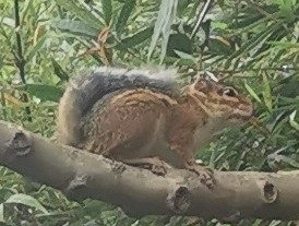 Fire-footed Rope Squirrel