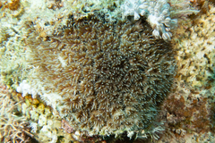 Galaxea fascicularis