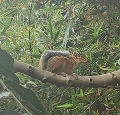 Funisciurus pyrropus