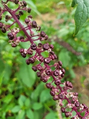 Phytolacca thyrsiflora