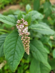 Phytolacca thyrsiflora