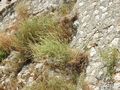 Reseda lutea
