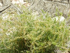 Reseda lutea