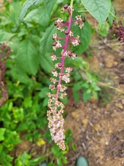 Phytolacca thyrsiflora