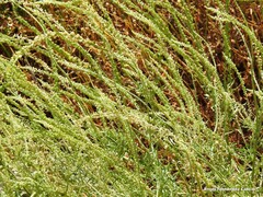 Reseda lutea