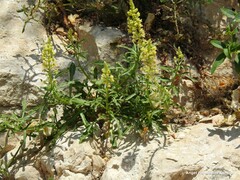 Reseda lutea
