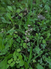 Muscari parviflorum
