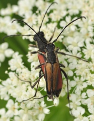 Anastrangalia dubia