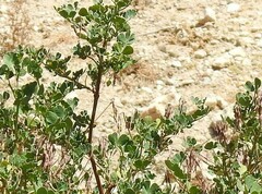 Coronilla valentina glauca