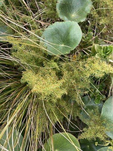 Coriaria angustissima (Coriaria angustissima)