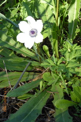Anemone coronaria