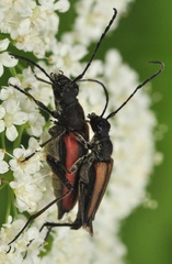 Anastrangalia dubia