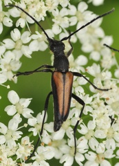 Anastrangalia dubia