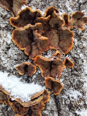 Punctularia strigosozonata