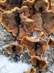 Punctularia strigosozonata